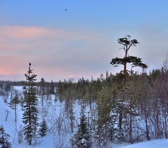 Птица в тундре