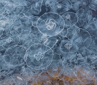 Нашествие медуз в Черном море
