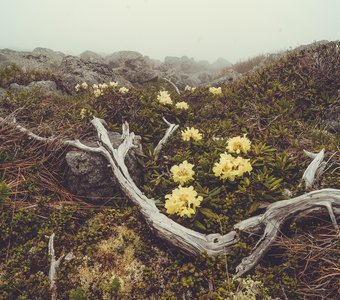 Рододендрон золотистый на склоне горы Чалба