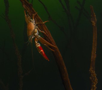 Подводный лес с раками