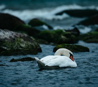 Лебедь в холодном море. Балтика