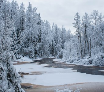 Зима в Линдуловской роще, Ленинградская область