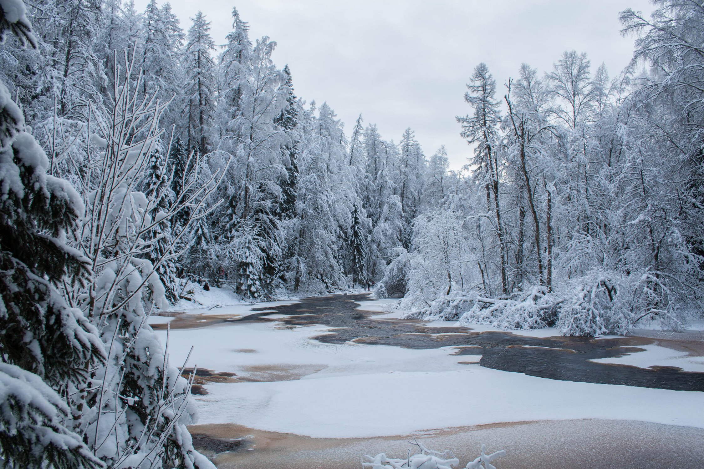 Зима в Линдуловской роще, Ленинградская область