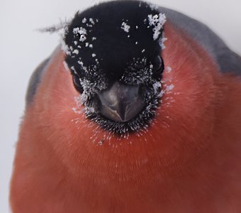 - 35°С.. Портрет снегиря..