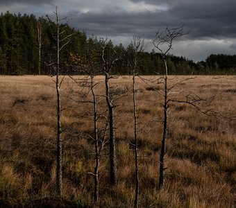 Болотные топи