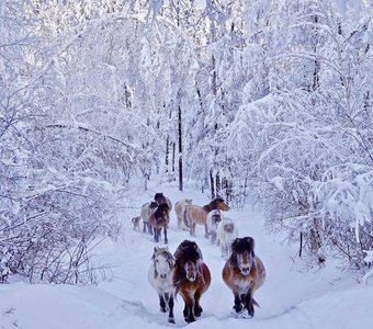 Якутские лошади в заснеженном лесу