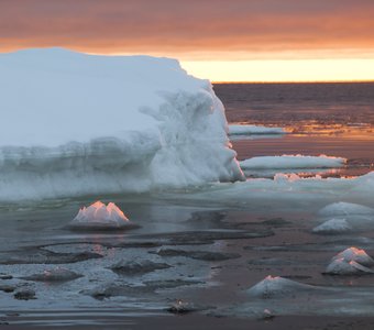 Снежные лотосы Белого моря