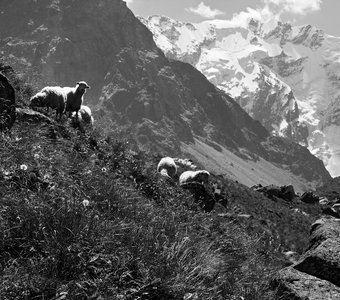 На морене ледника Мижирги