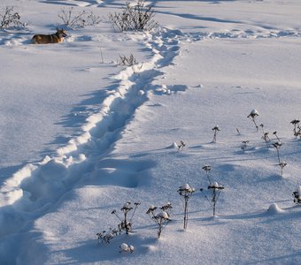 В снегах