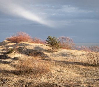 Балтийская пустыня