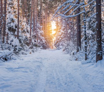 Зимняя дорога в лесу на закате
