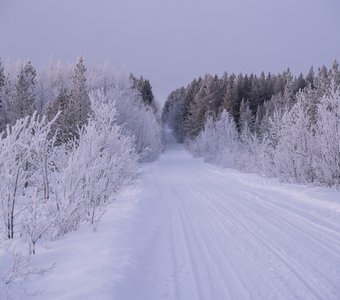 Сказочная лесная дорога