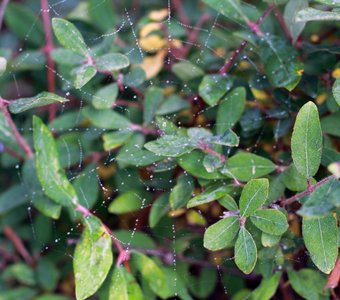 Паутинный узор