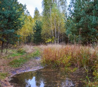 Картина или лужа?