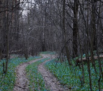 Дорога в весеннем лесу