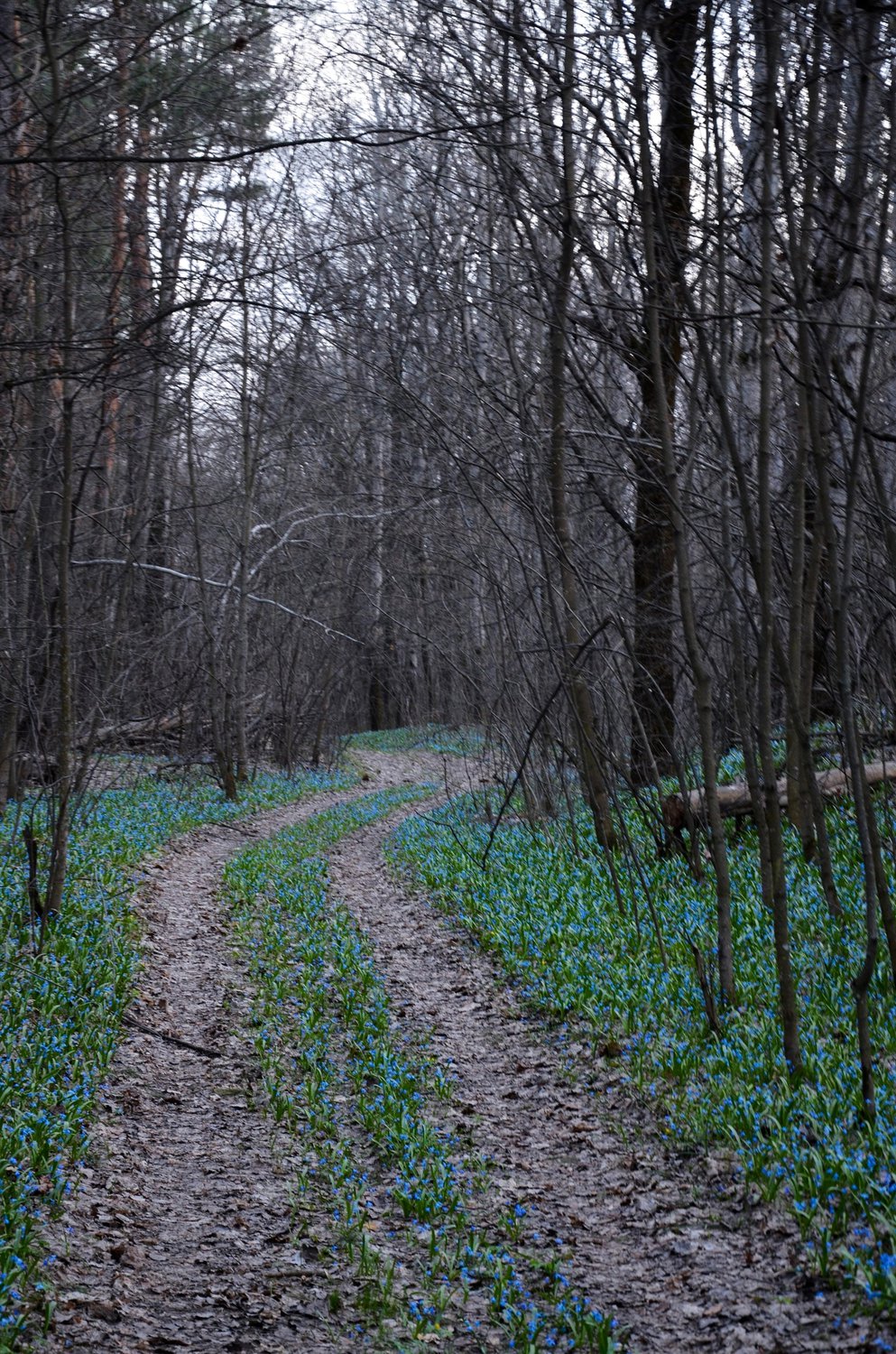 Дорога в весеннем лесу