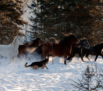 Овчарка - пастух.