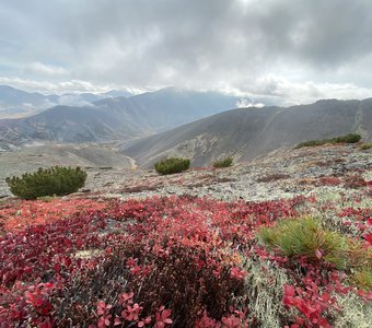 Буйство красок