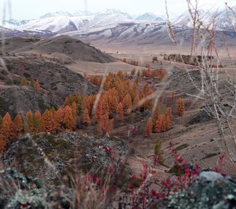 Алтайские текстуры