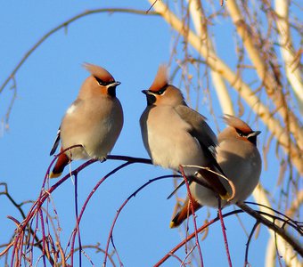 Свиристель (Bombycilla garrulus)