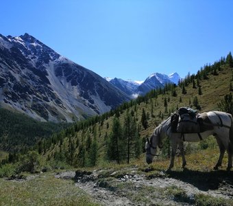 Горный Алтай. Лошадь