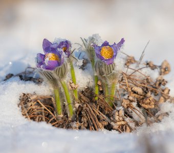 12 месяцев