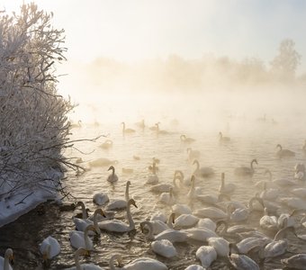 Зимовка лебедей на озере