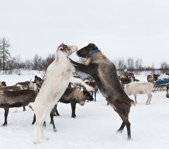 Я поведу упряжку!