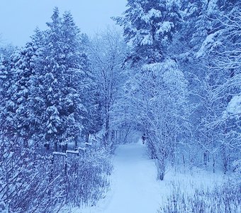Сумерки в зимнем лесу