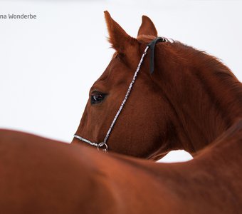 Красавица Джурапка