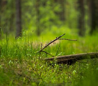 Летний сосновый лес в Тверской области