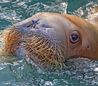 Знакомьтесь: морж обыкновенный, не бритый