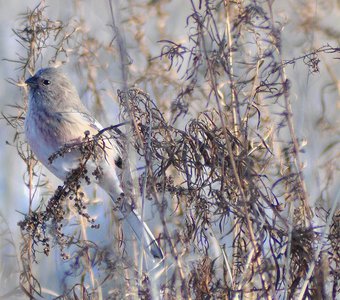 Урагус (Uragus sibiricus)