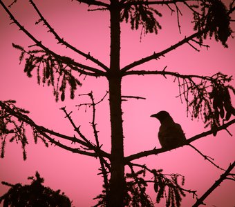 Серая ворона встречает малиновый рассвет