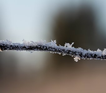 Кристаллы на веточке