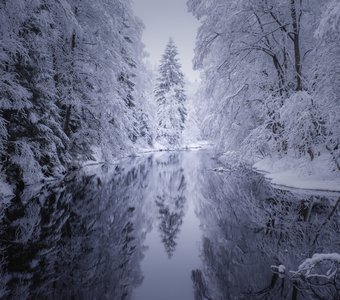 Рощинка в зимнем