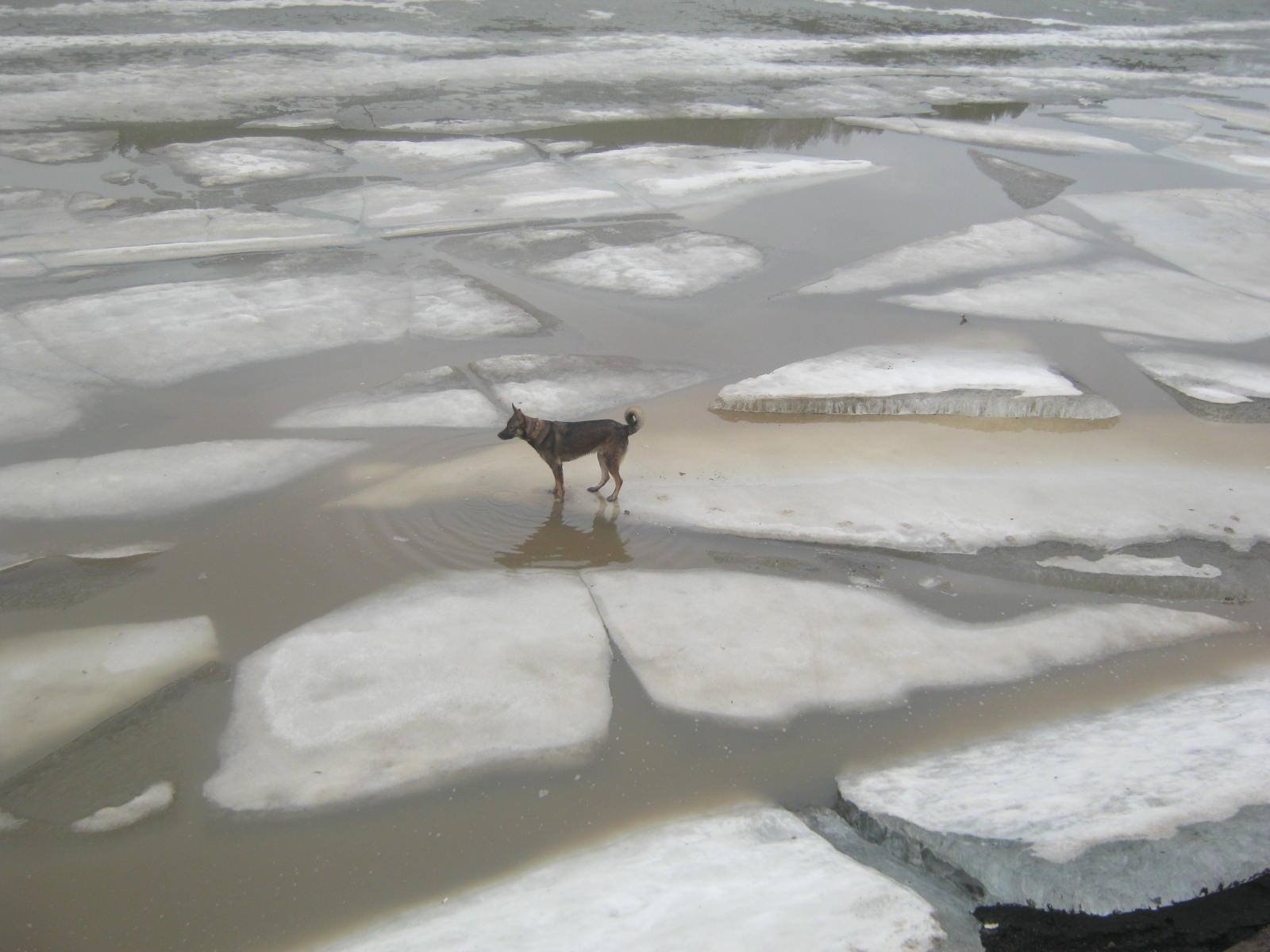 Один на льдине