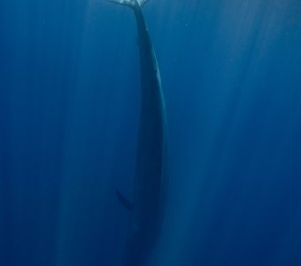 Синий кит у берегов Шри-Ланки