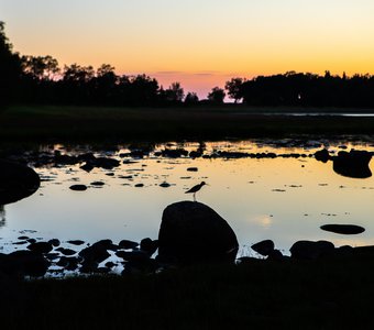 Соловецкий кулик