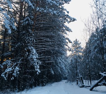 Морозное утро в лесу