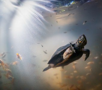 Индийская черная черепаха под водой