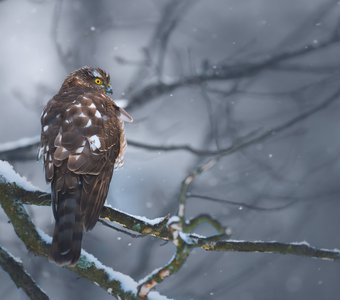 Sparrowhawk