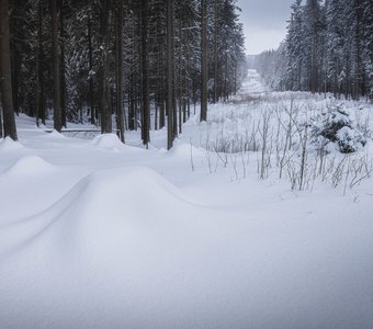 Зимняя просека