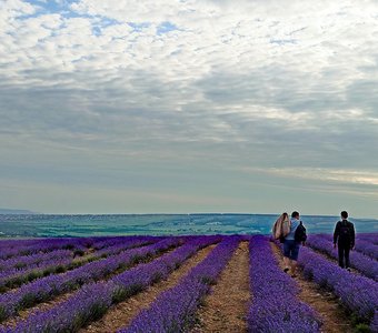 Сборщики лаванды