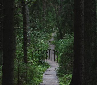 Экотропа в Комарово, Ленинградская область