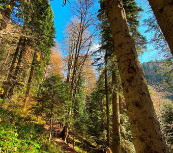 Лесная тропа в горах