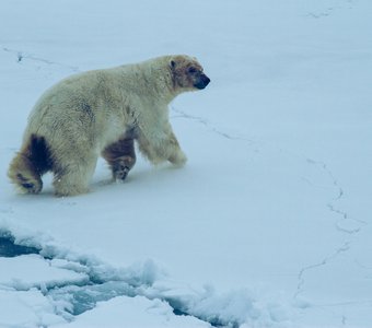 Белый медведь среди полярных льдов