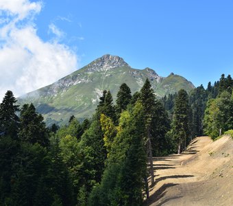 Палящее солнце