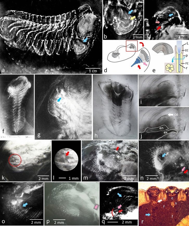 Фото: B. Schoenemann/Scientific Reports