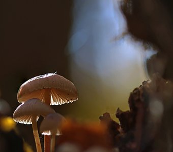 Про грибы